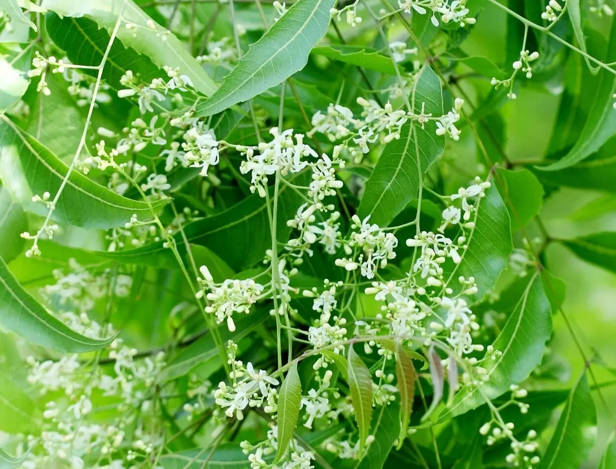 Uso seguro de insecticidas orgánicos: Lecciones aprendidas del Azadiractina y el Raticida Natural