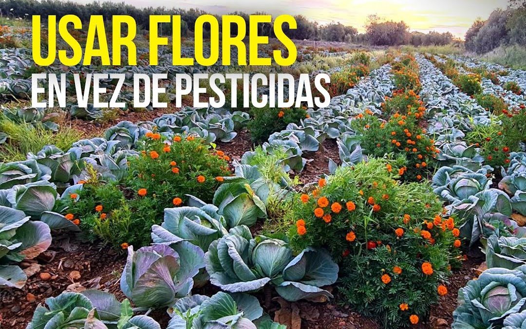 ¿Cambiar pesticidas por flores?