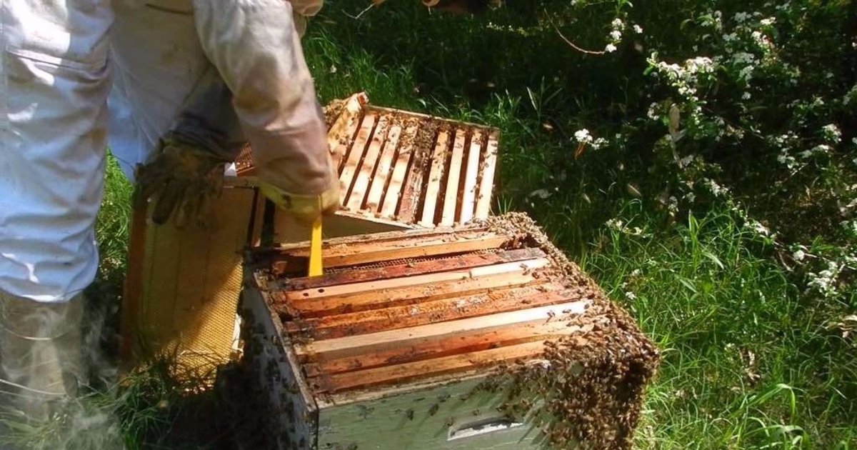 Amitraz: Nuevos avances en el control de ácaros en la ganadería y la apicultura