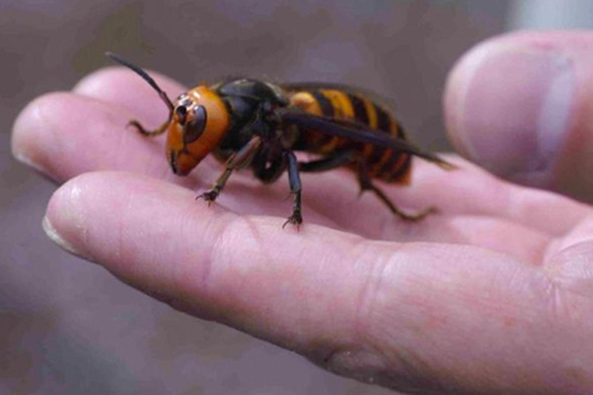 ¿Qué atrae a los avispones? Aprende las mejores formas naturales de alejarlos