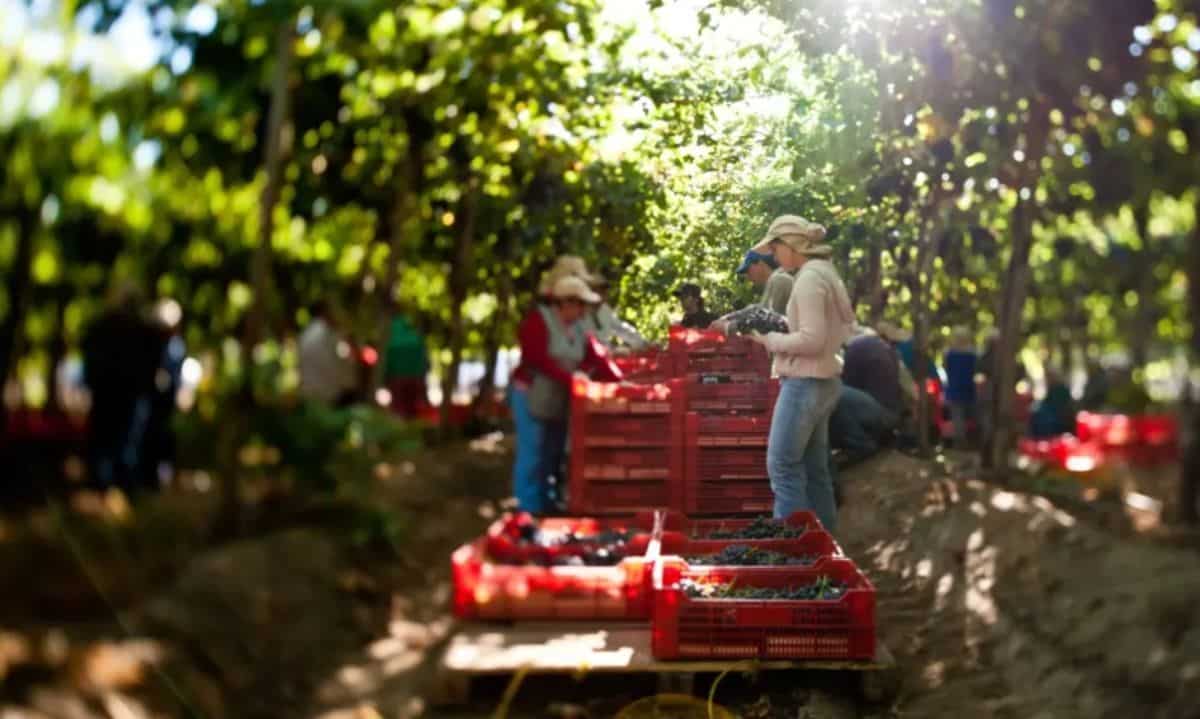 Chile: Líder en Comercio Internacional y Exportaciones en 2024