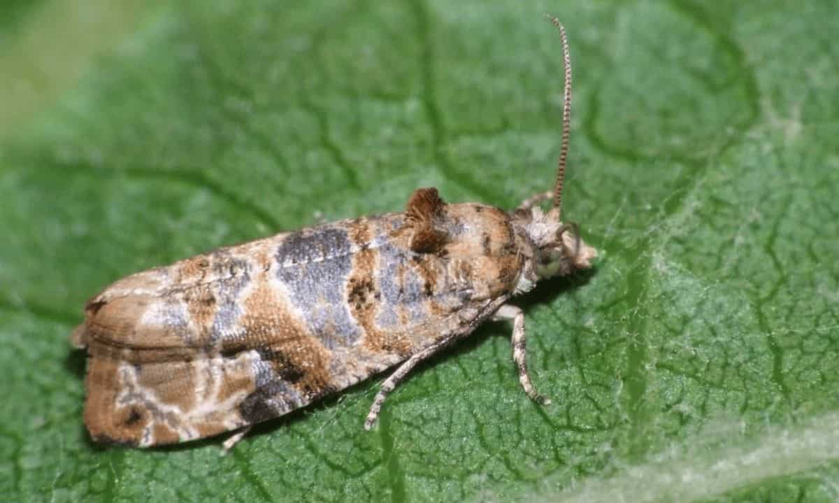 Control Biológico de Lobesia Botrana en La Araucanía: Un Avance en la Lucha contra la Plaga