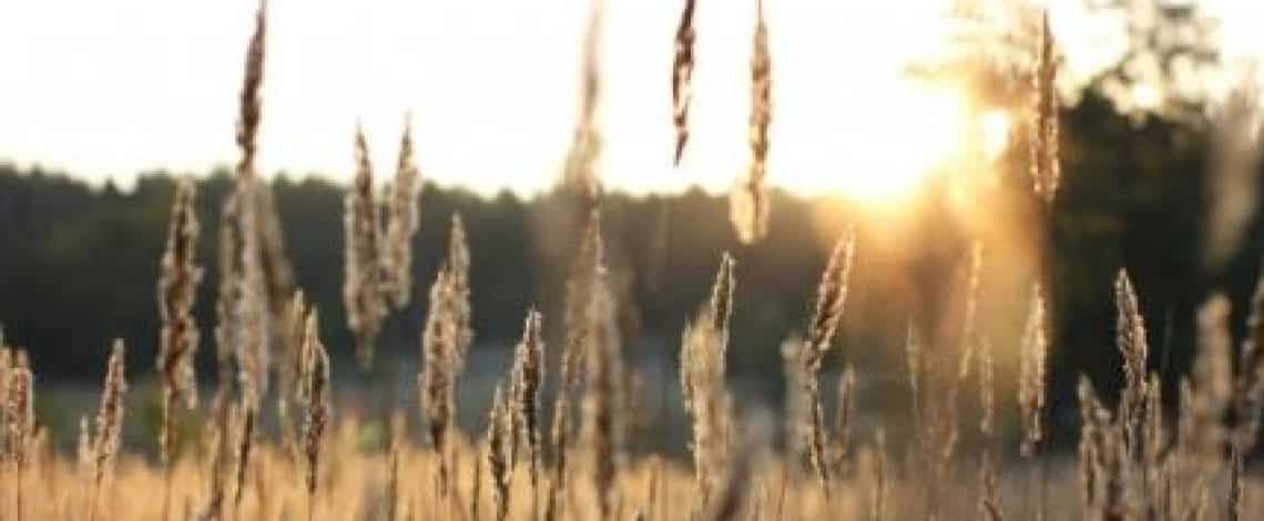 Reglamento Especial para el Trigo: Claves y Preguntas Frecuentes