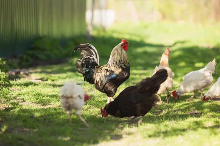 Crianza De Gallos Y Gallinas Una Fuente De Beneficios Para Tu Granja Y